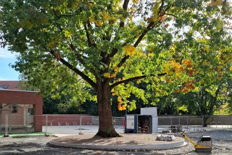 galabau_kappelhoff_blog_baumscheibe